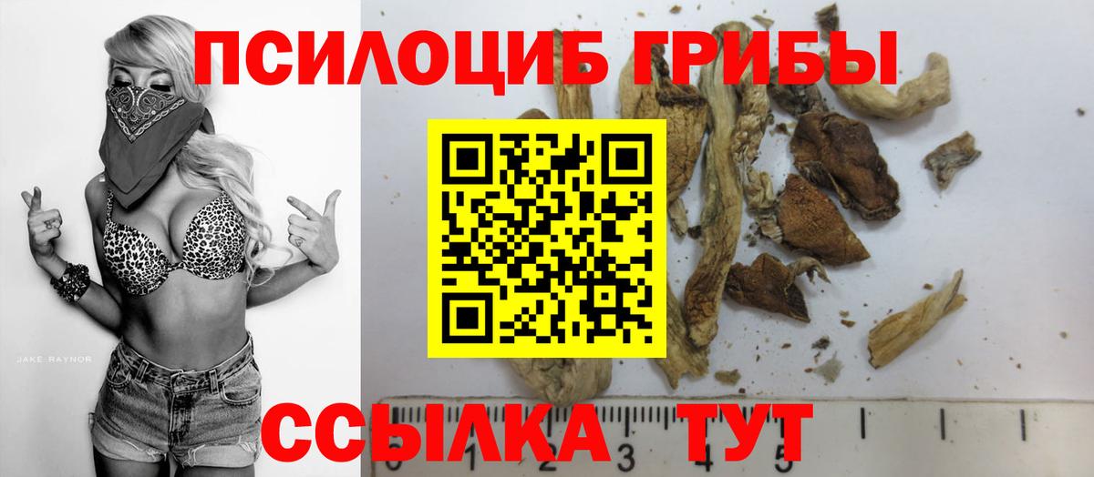 Псилоцибиновые грибы Psilocybe Тихвин